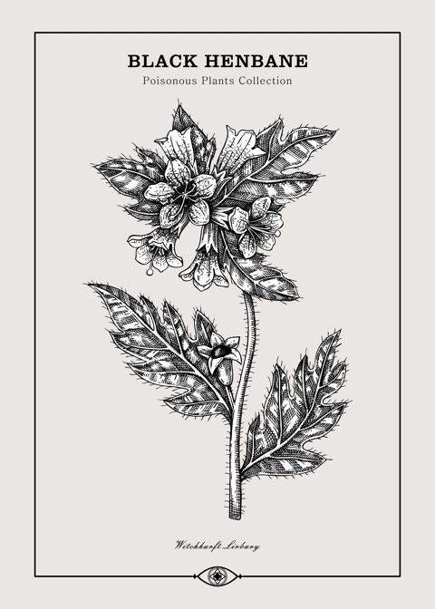 Antique apothecary label design. Black Henbane sketch. Witch herbs. Poisonous plant hand-drawn illustration. Art deco poster. NOT AI generated